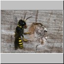 Ectemnius cavifrons oder ruficornis - Grabwespe serie01 m11.jpg